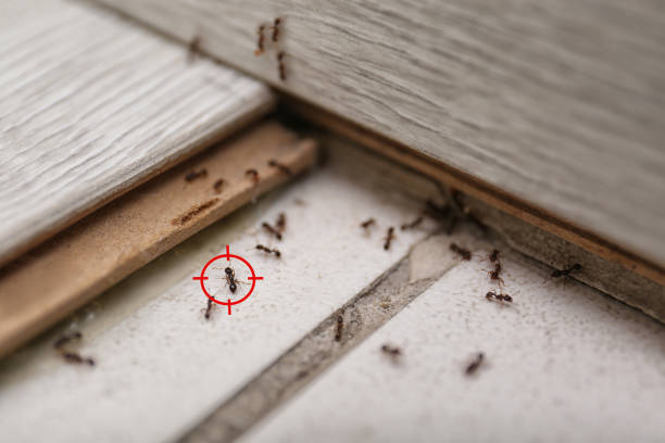Best Exterminator Services  in Hillsboro, TX