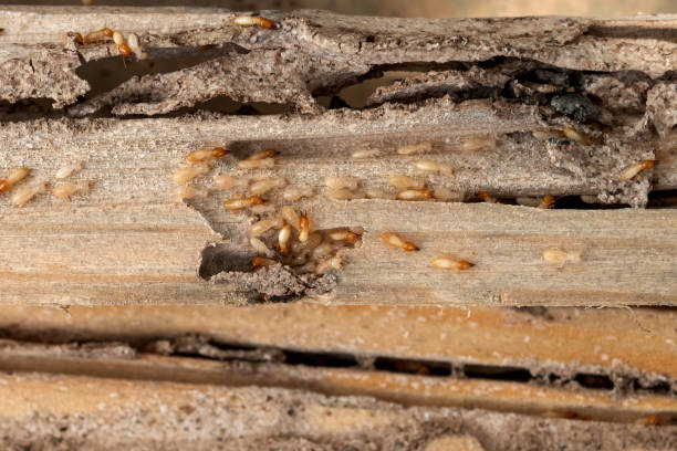 Best Affordable Pest Control Services  in Hillsboro, TX