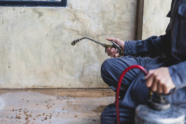 Pest Prevention Services in Hillsboro, TX